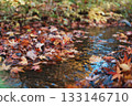 Fallen maple leaves piled up on both sides of the stream 133146710