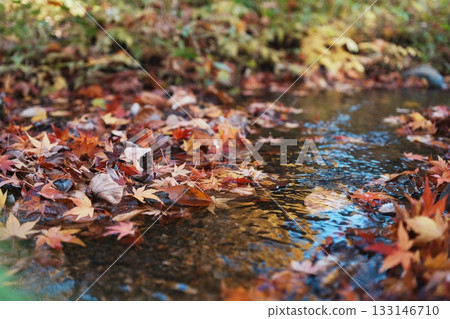 Fallen maple leaves piled up on both sides of the stream 133146710