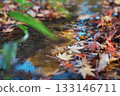 Fallen autumn maple leaves floating on water 133146711