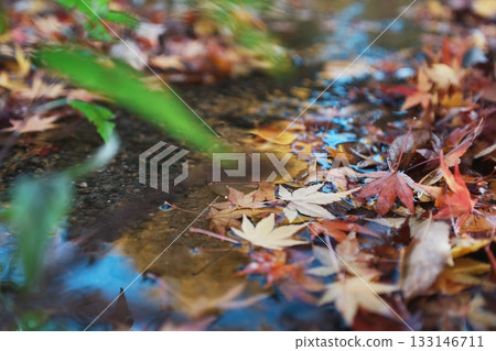 Fallen autumn maple leaves floating on water 133146711
