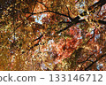 A vibrant landscape of autumn leaves spreads above 133146712