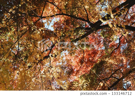A vibrant landscape of autumn leaves spreads above 133146712