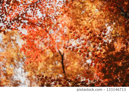 The sky is filled with red maple leaves 133146713