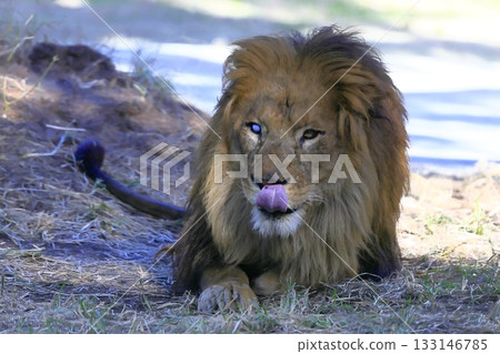 lion 133146785