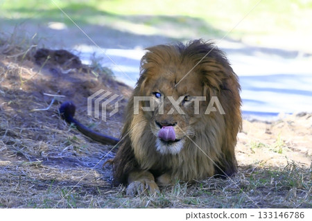 lion lion 133146786