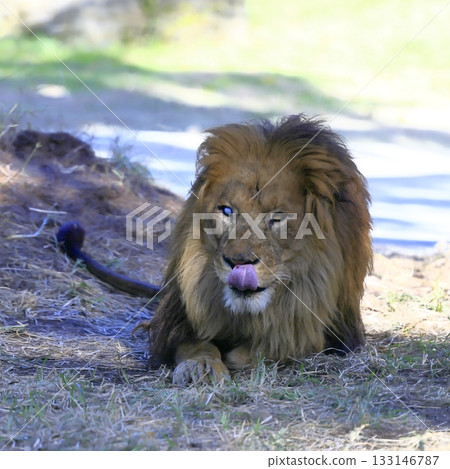 獅子 133146787