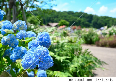 長岡丘陵公園玫瑰園(新潟縣) 長岡丘陵公園玫瑰園(新潟縣) 133146810