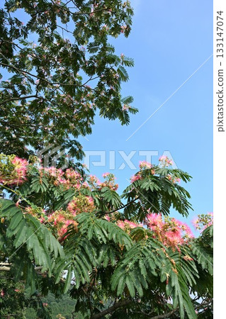 Nemu's flower Nemu's flower 133147074