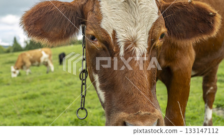 Close-Up Of A Brown And White Dairy Cow On Green Pasture With Chain Halter Close-Up Of A Brown And White Dairy Cow On Green Pasture With Chain Halter 133147112