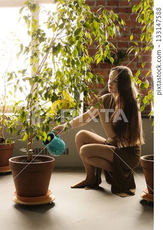 Person tending houseplants with gentle morning illumination 133147588