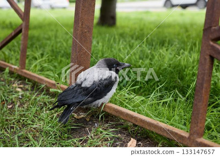 Alert hooded crow observing blurred urban transportation scene 133147657