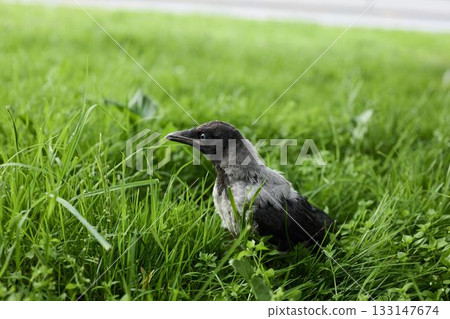 Solitary crow standing alert amid grassy park landscape 133147674