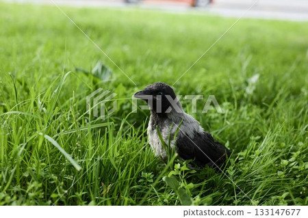 Urban wild bird attentively examines blades of grass nearby Urban wild bird attentively examines blades of grass nearby 133147677
