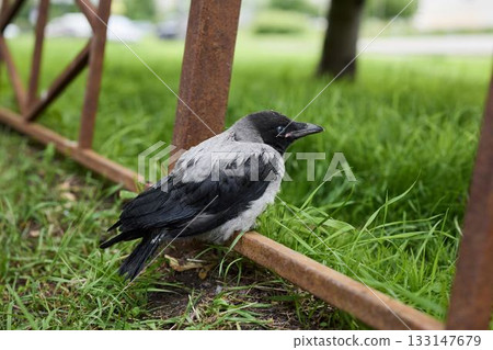 Gentle rescue operation for hurt crow in tranquil countryside Gentle rescue operation for hurt crow in tranquil countryside 133147679