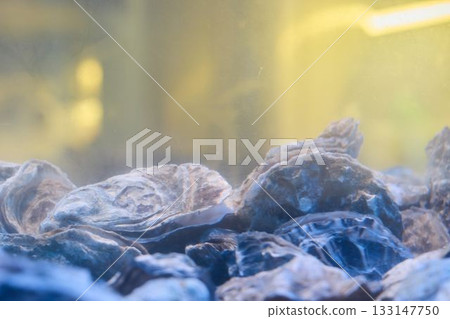 Seafood under glow, Soft reflections dance upon oyster shells 133147750