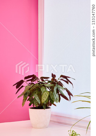 Decorative plant in minimalist setting enhances calm atmosphere 133147760