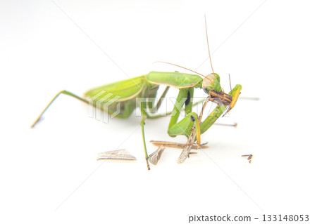 praying mantis eats a grasshopper close-up on a white background. 133148053