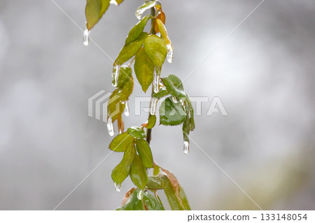 Icicles on icy branches and green leaves of trees. season of temperature Icicles on icy branches and green leaves of trees. season of temperature 133148054