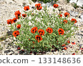 wild red flowers in nature 133148636