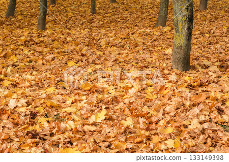 A ground covered with bright yellow maple leaves, creating a vivid autumn carpet. 133149398