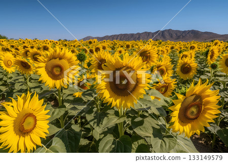 A field of sunflowers with a clear blue sky in the background, neural network generated image 133149579