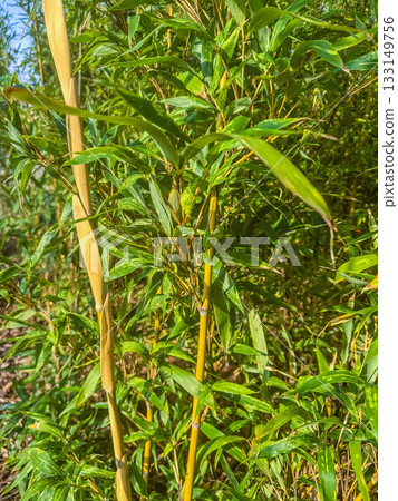 Green Bamboo Stems and Leaves Close-Up Green Bamboo Stems and Leaves Close-Up 133149756