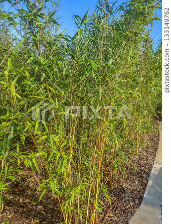 Dense Bamboo Plants Along Garden Path 133149762