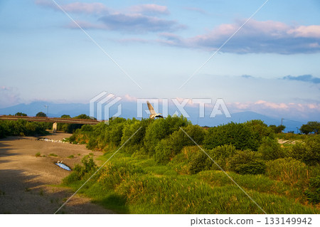 Herons taking off from a dried-up river 133149942
