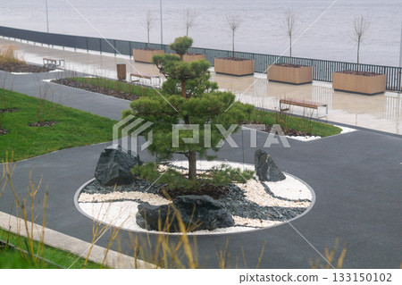 landscaping with pine bonsai on the autumn cloudy embankment landscaping with pine bonsai on the autumn cloudy embankment 133150102