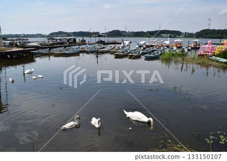 Teganuma Lake in northern Chiba Prefecture Teganuma Lake in northern Chiba Prefecture 133150107