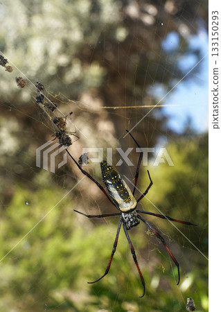 Red legged golden orb weaver spider female - Nephila inaurata madagascariensis, resting on her nest, sun over blurred bushes in background Red legged golden orb weaver spider female - Nephila inaurata madagascariensis, resting on her nest, sun over blurred bushes in background 133150293