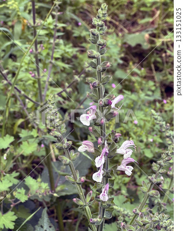 Jerusalem salvia or Jerusalem sage (lat.- salvia hierosolymitana) Jerusalem salvia or Jerusalem sage (lat.- salvia hierosolymitana) 133151025