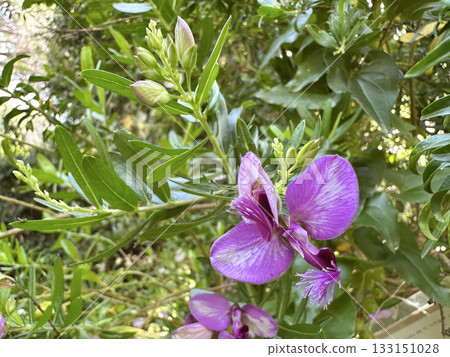 Flowering myrtle-leaf milkwort (lat.- Polygala myrtifolia) 133151028