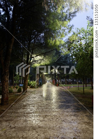 Trees night streetlight. High quality photo Trees night streetlight. High quality photo 133151050