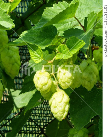 Hops, Humulus lupulus is a vine that is used, among other things, for beer production. It is important medicinal plant and is also used in medicine. Hops, Humulus lupulus is a vine that is used, among other things, for beer production. It is important medicinal plant and is also used in medicine. 133151105