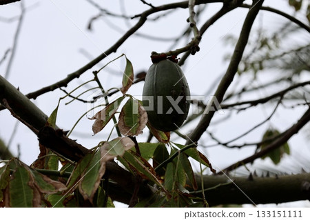 green fruit of a tree with thorns. High quality photo 133151111