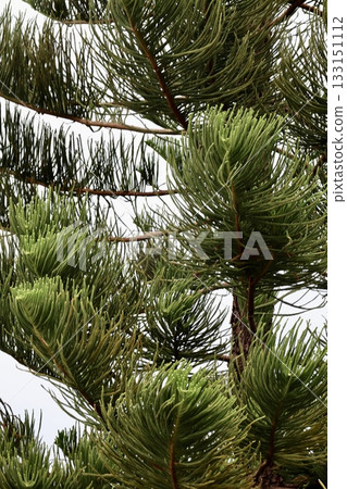 green coniferous branches. High quality photo 133151112
