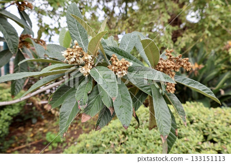 Leafy garden scenery. High quality photo 133151113