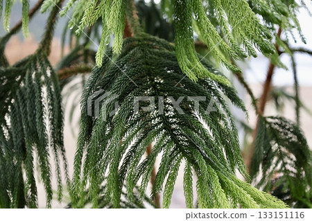 green coniferous branches. High quality photo 133151116