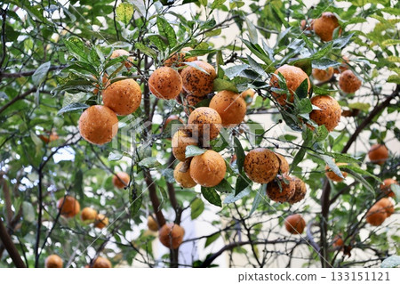 Fallen oranges street. High quality photo Fallen oranges street. High quality photo 133151121
