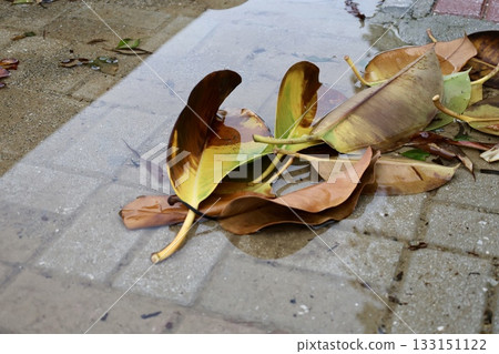 Green leafy bush. High quality photo Green leafy bush. High quality photo 133151122