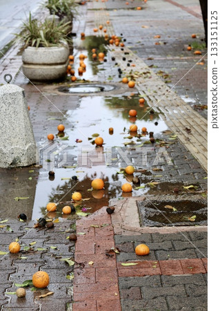 Fallen oranges street. High quality photo Fallen oranges street. High quality photo 133151125