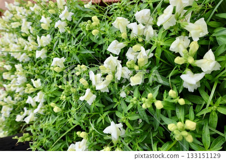 White snapdragon flowers. High quality photo White snapdragon flowers. High quality photo 133151129