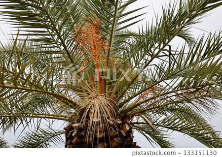 Upward palm view. High quality photo Upward palm view. High quality photo 133151130