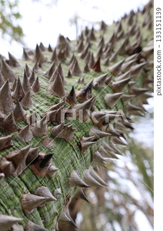Spiked green bark. High quality photo 133151139