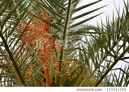 Upward palm view. High quality photo 133151150