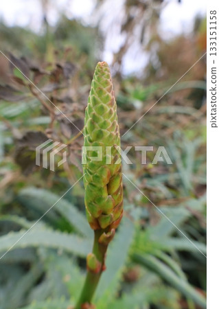 Aloe plant buds. High quality photo Aloe plant buds. High quality photo 133151158