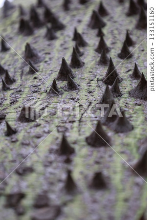 Spiked green bark. High quality photo 133151160