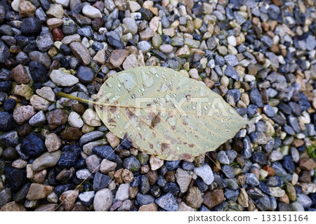 Leaf wet stones. High quality photo Leaf wet stones. High quality photo 133151164