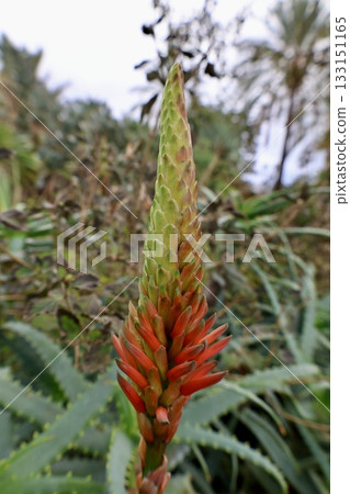 Aloe plant buds. High quality photo 133151165